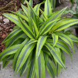 DRACAENA WARNECKII GOLD STAR 10"