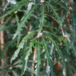 ARALIA ELEGANTISSIMA 10"