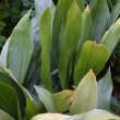 ASPIDISTRA CAST IRON 14"