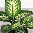 DIEFFENBACHIA TROPIC SNOW 10"