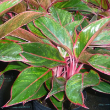 AGLAONEMA SIAM PINK 8"