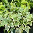 IVY GREEN/VARIEGATED 6"