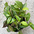 HOYA 6"