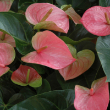 ANTHURIUM 8"