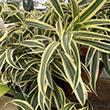 DRACAENA SONG OF INDIA 6"
