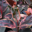 FICUS RUBY 6"
