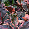FICUS RUBY RED 4"