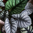 ALOCASIA DRAGON MOON 2"