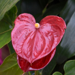 ANTHURIUM 10"