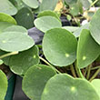 PILEA PEPEROMIOIDE 4"