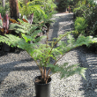 FERN AUSTRALIAN TREE 10"