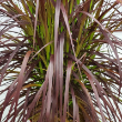 RED FOUNTAIN GRASS 10"