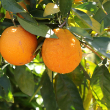 CITRUS ORANGE RED NAVEL STD 10G