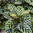 CALATHEA MAKOYANA PEACOCK 8"