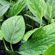 PHILODENDRON GREEN GALAXY 6"