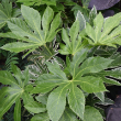 FATSIA SPIDERS WEB 10"