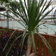 DRACAENA ARBOREA 17" MULTI