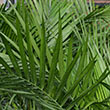 PALM MAJESTY 12"