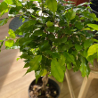FICUS BENJAMINA BRAID 12"