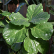 FICUS LYRATA BUSH 8"