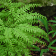FERN MAIDENHAIR HB 10"