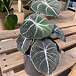 ALOCASIA ZEBRINA 6"