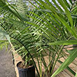 PALM MAJESTY 10"