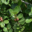 FICUS GREEN ISLAND BUSH 10"