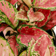 AGLAONEMA WISHES 6"