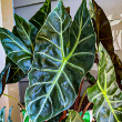 ALOCASIA MOROCCO 4"