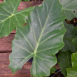 ALOCASIA PORTORA 10"