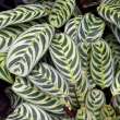 CALATHEA BURLE MARX 8"
