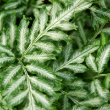 FERN PTERIS SILVER LACE 4"