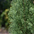 ITALIAN CYPRESS CONE 6" CLAY