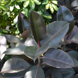 FICUS MIDNIGHT STD 12"