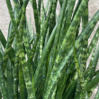 SANSEVIERIA FERNWOOD 10"