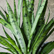 SANSEVIERIA SILVER STREAK 8"