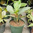 FICUS AUDREY STD 14"
