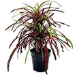 STAGHORN FERN 6"