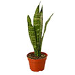SANSEVIERIA ZEYLANICA 4"