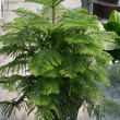 NORFOLK ISLAND PINE 4"