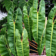 PHILODENDRON BILLIETIAE 2G
