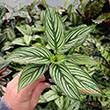 PALM ROBELLINI 14"