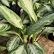 AGLAONEMA SILVER BAY 8"