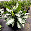 AGLAONEMA SILVER BAY 6"