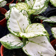 AGLAONEMA SUPER WHITE 4"
