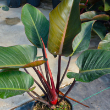 PHILODENDRON ROJO CONGO 14"