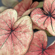 CALADIUM PEACH JUICE ANN 2"