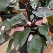 PHILODENDRON PINK PRIN T0TEM 10"