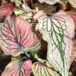 CALADIUM LUCIA 2"